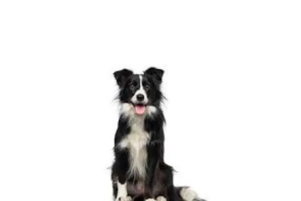 What Does A Miniature Border Collie Look Like 