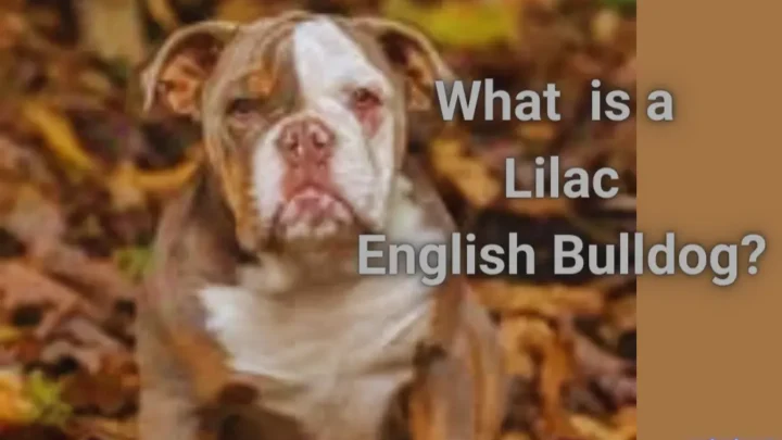 What Is A Lilac English Bulldog & How To Get One?