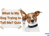 What Is My Dog Trying to Tell Me? Quiz