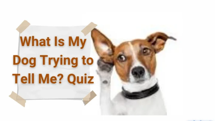 What Is My Dog Trying to Tell Me? Quiz