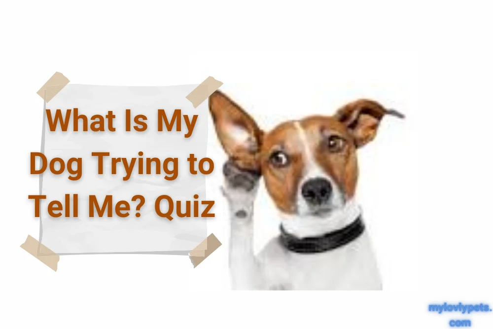 What Is My Dog Trying to Tell Me? Quiz