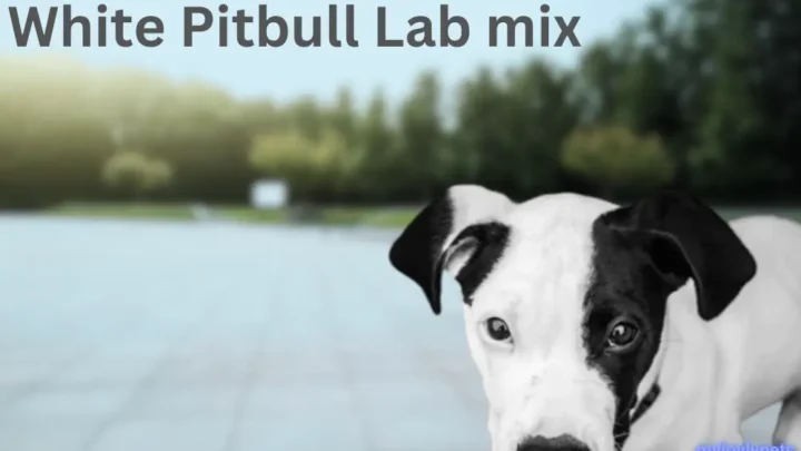 White Pitbull Lab Mix: The Perfect Mix!
