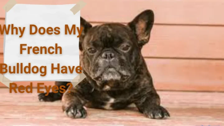 Why Does My French Bulldog Have Red Eyes?