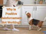 Why is Positive Reinforcement Not Working?