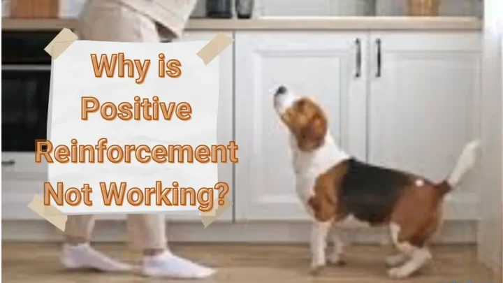 Why is Positive Reinforcement Not Working? And How to Fix It