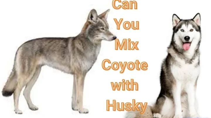 Can You Mix Coyote With Husky? The Coyote Husky Mix