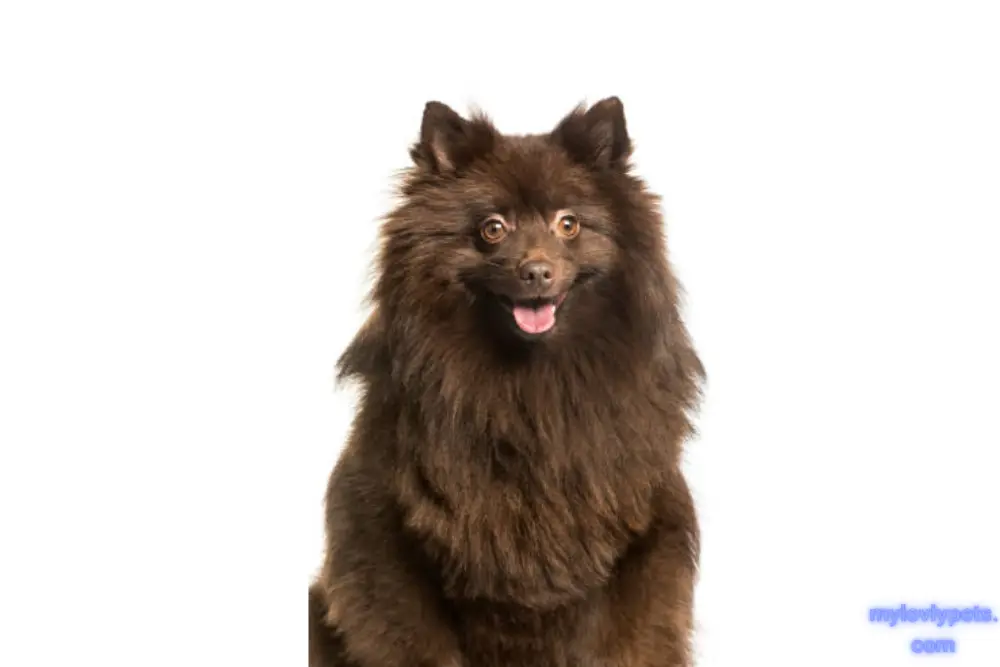Barrel-Chested Dogs: Keeshond