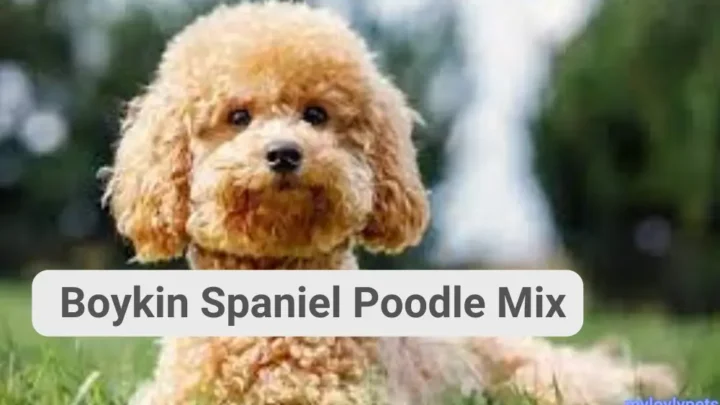 Boykin Doodle: A Comprehensive Guide