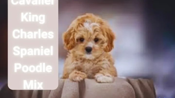 Cavalier King Charles Spaniel Poodle Mix:  A Perfect Pet