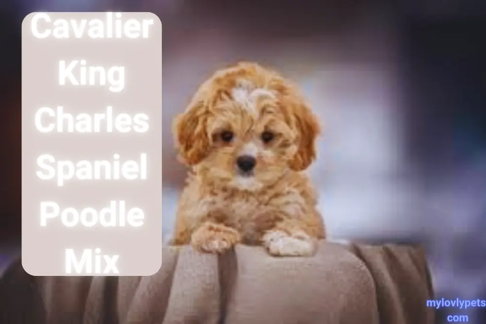 Cavalier King Charles Spaniel Poodle Mix: A Perfect Pet