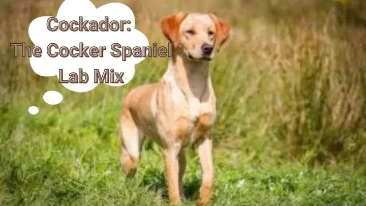 All About Cockador: The Cocker Spaniel Lab Mix