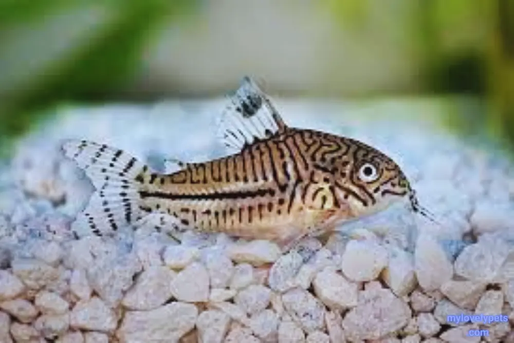 Corydoras Catfish is Best Fish to Put Together in an Aquarium