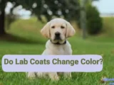 Do lab coats change color?