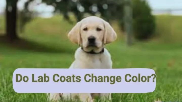 Do Lab Coats Change Color? Explained