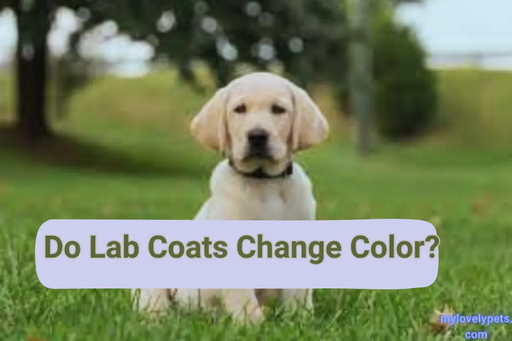 Do Lab Coats Change Color? Explained