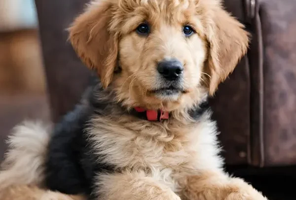 Goldendoodle German Shepherd Mix: Guide to the German Doodle