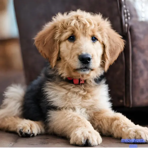 Goldendoodle German Shepherd Mix: Guide to the German Doodle