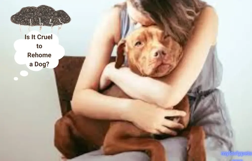 Is It Cruel To Rehome A Dog Or A Necessary Compassion?”? Is It Cruel To Rehome A Dog Or A Necessary Compassion?”?
