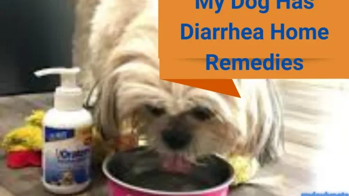 My Dog Has Diarrhea Home Remedies