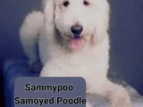 Sammypoo: Samoyed Poodle Mix