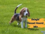 beagle basset hound mix