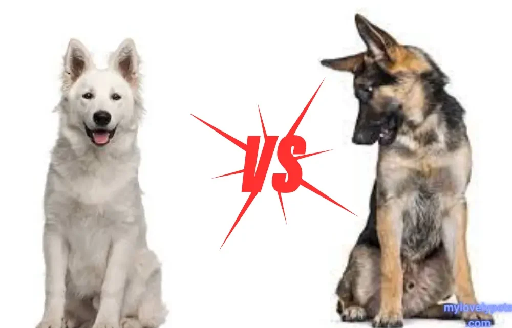 Berger Blanc Suisse Vs German Shepherd: Complete Guide Berger Blanc Suisse Vs German Shepherd: Complete Guide