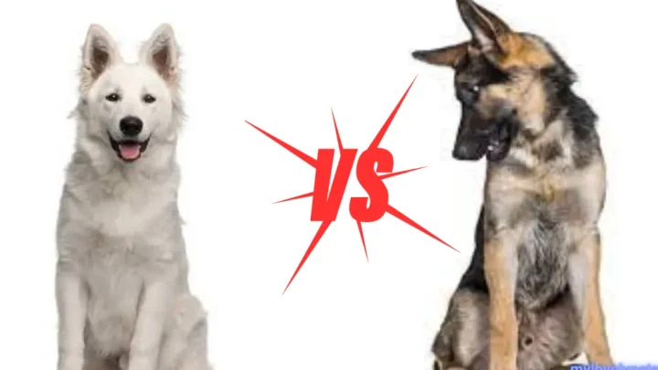Berger Blanc Suisse Vs German Shepherd: Complete Guide
