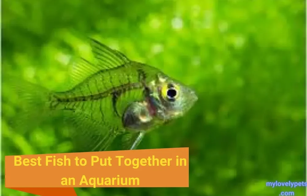 Best Fish to Put Together in an Aquarium: A Comprehensive Guide Best Fish to Put Together in an Aquarium: A Comprehensive Guide