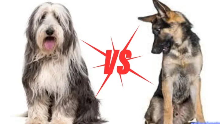 Old English Sheepdog vs German Shepherd