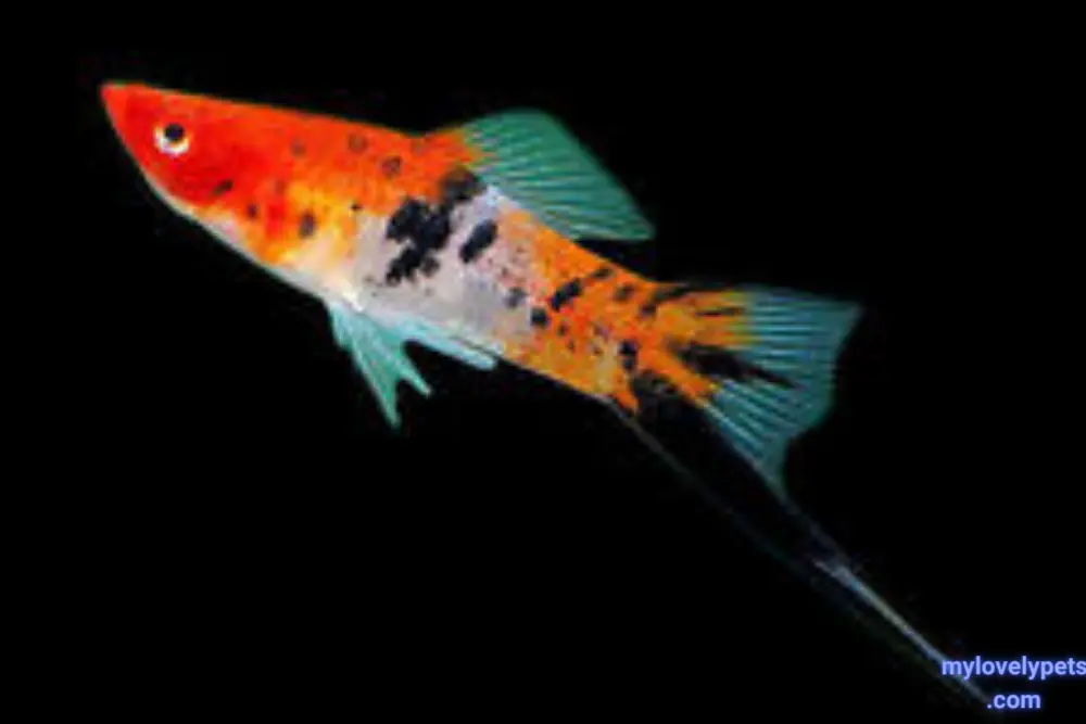 Swordtails are the Best Fish to Put Together in an Aquarium