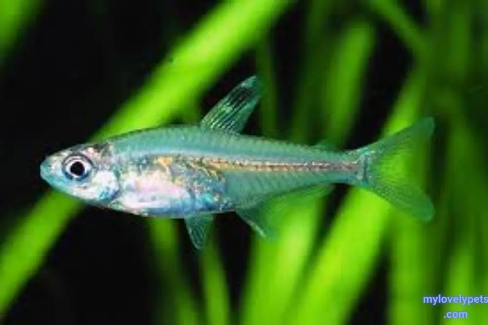 Tetras are Best Fish to Put Together in an Aquarium