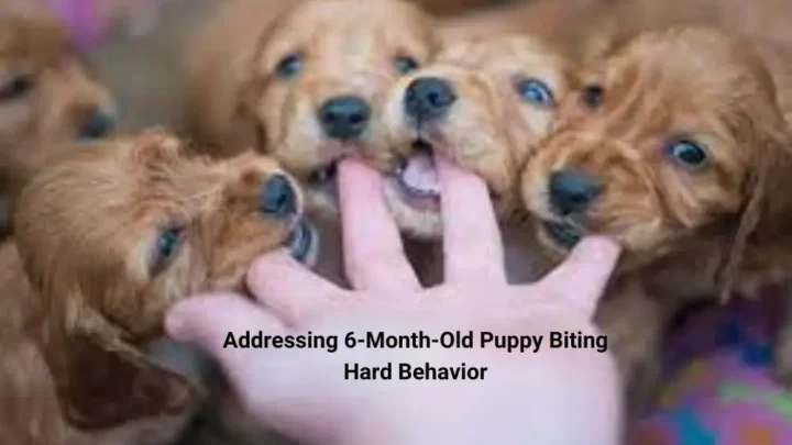 Addressing 6-Month-Old Puppy Biting Hard Behavior