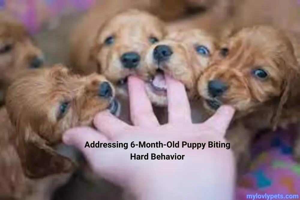 Addressing 6-Month-Old Puppy Biting Hard Behavior
