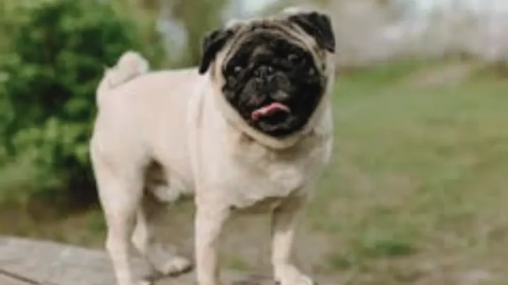 Baby Pug Colors: A Comprehensive Guide to Pug Coat Variations