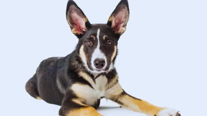 Border Collie German Shepherd Mix: Ultimate Guide