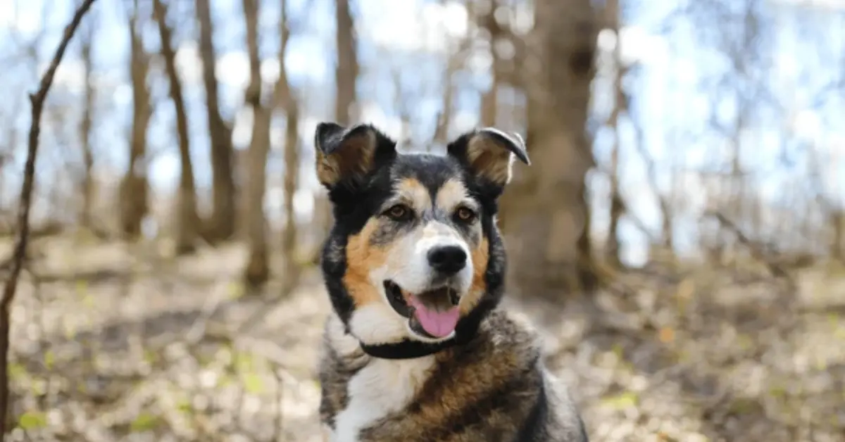 Border Collie German Shepherd Mix: Shollie