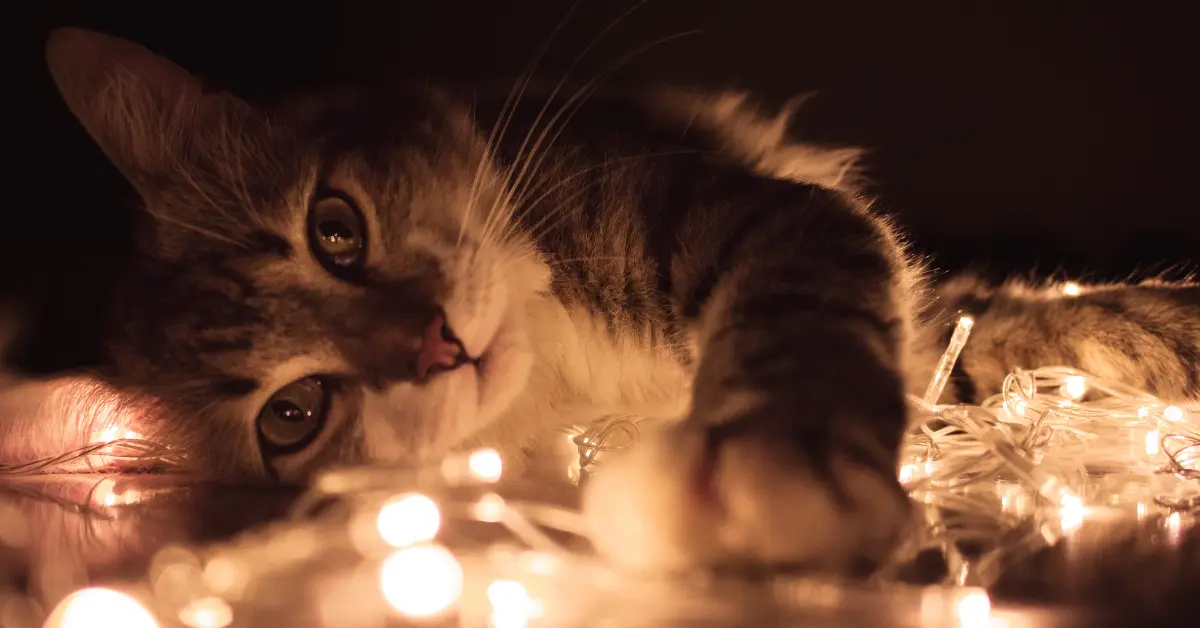 Can Cats Truly See Fire?