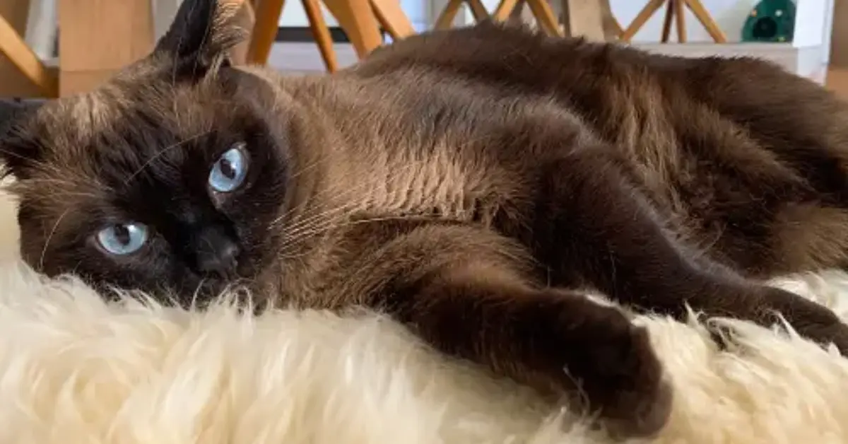 Siamese cats: Cats With Slanted Eyes