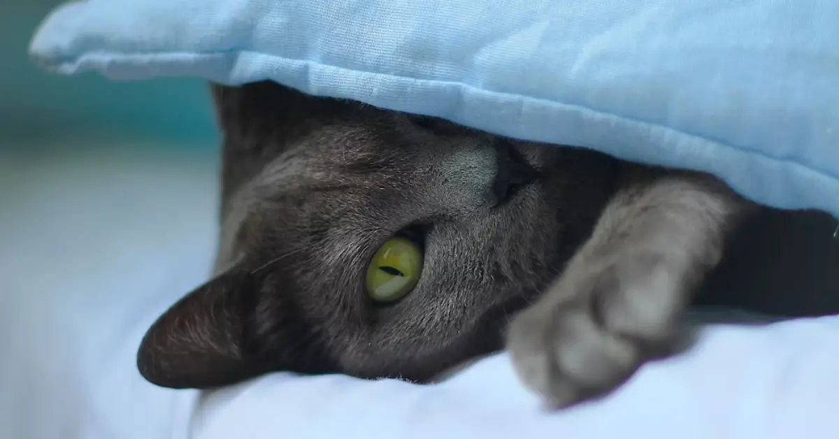 Korat cat: heart-shaped face accentuated by its captivating green slanted eyes.