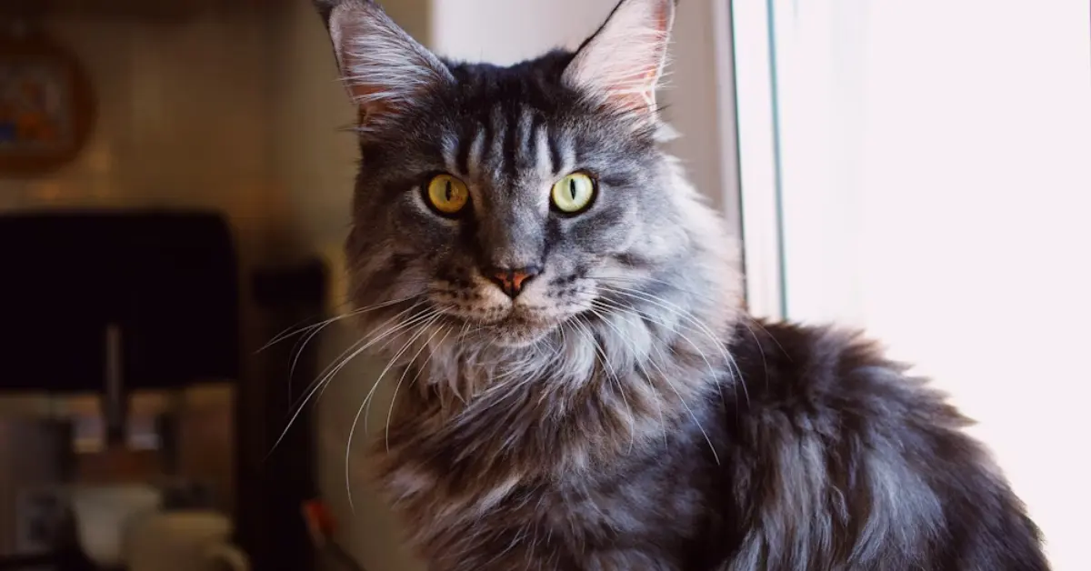 Maine-Coon cat: large, oblique-shaped eyes, which may exhibit a subtle slant.