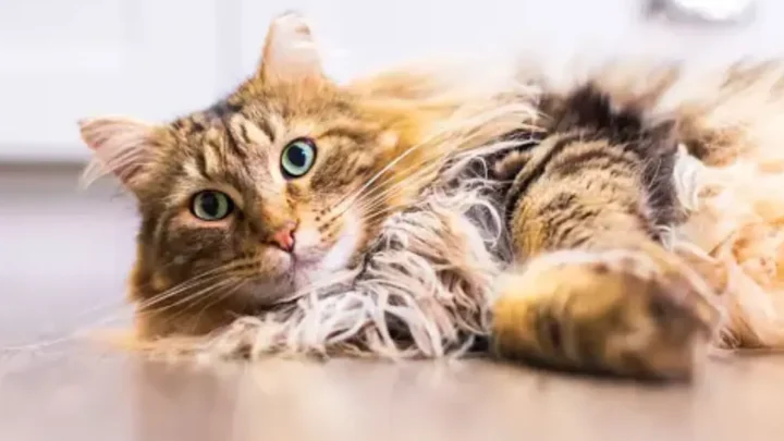 Cats With Slanted Eyes: Understanding Their Significance