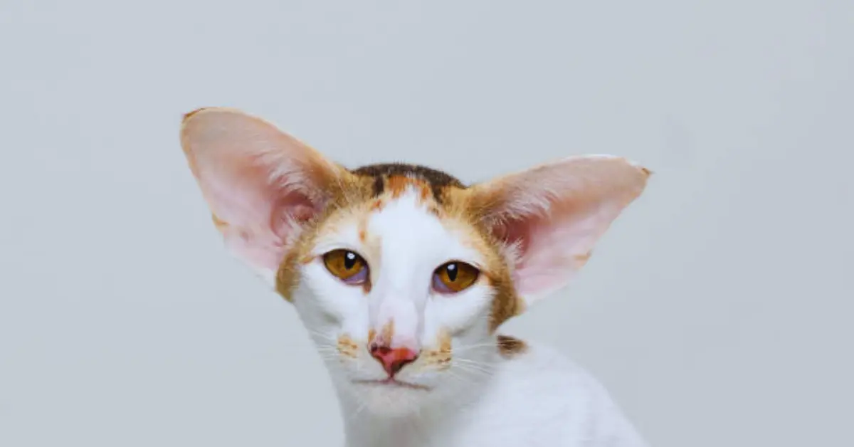 Oriental Shorthair cat: almond-shaped eyes, often slightly slanted