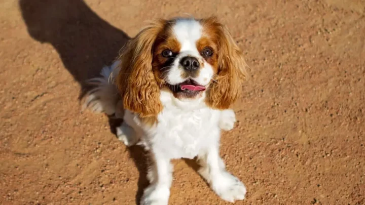 Cockalier Full Grown: Your Complete Guide