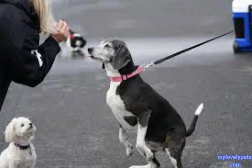 Dog Won't Walk on Leash Lays Down? 