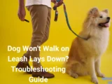 Dog Won't Walk on Leash Lays Down? Troubleshooting Guide