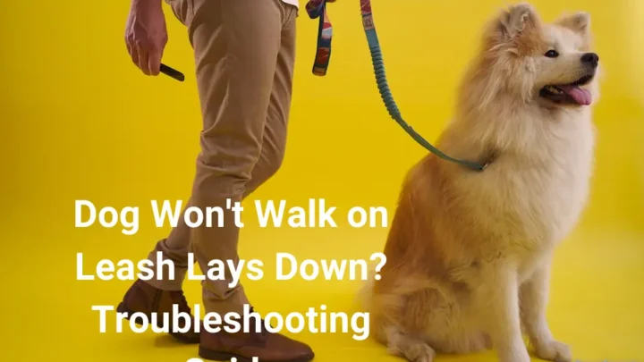 Dog Won’t Walk on Leash Lays Down? Troubleshooting Guide