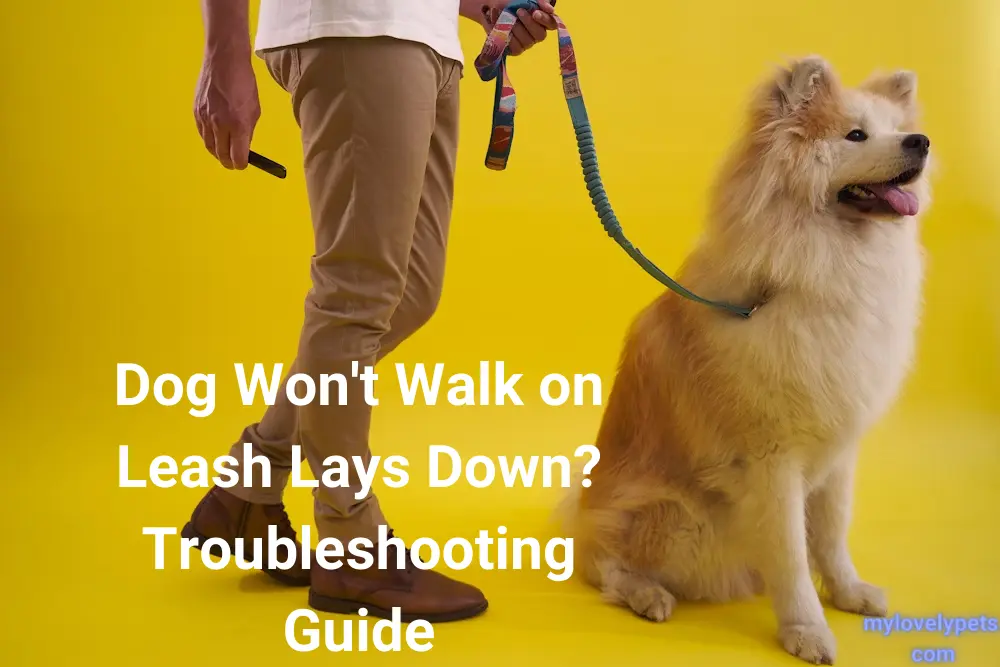 Dog Won't Walk on Leash Lays Down? Troubleshooting Guide