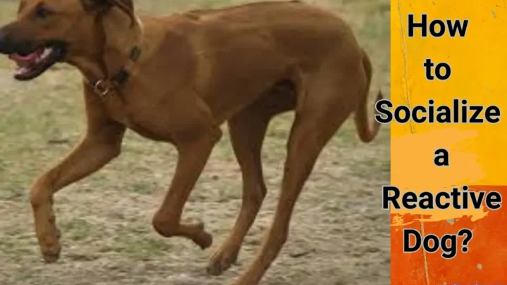 How to Socialize a Reactive Dog: A Comprehensive Guide