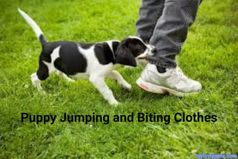 Puppy Jumping and Biting Clothes