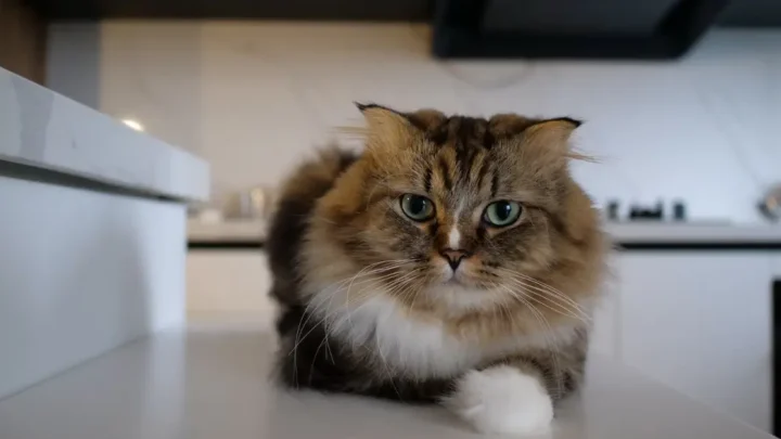 How to Keep Cats Off Counters at Night? Effective Strategies